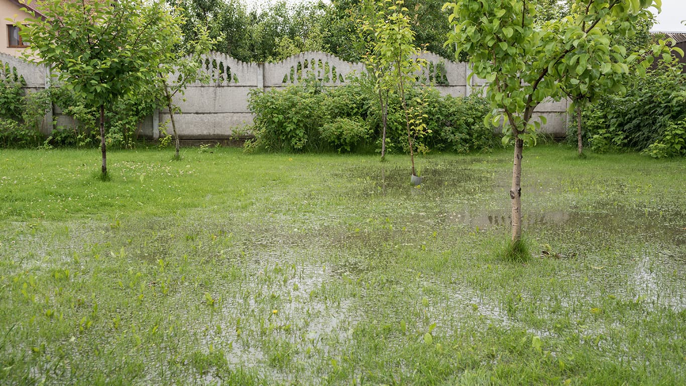 Flooded yard needing drainage