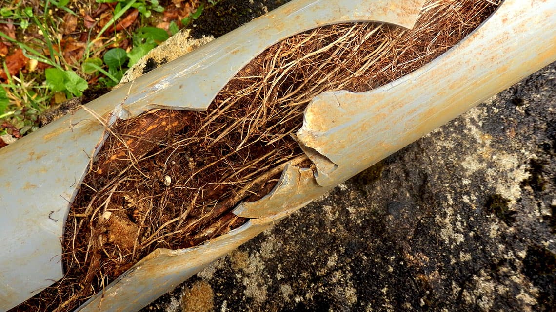 Massive Root Intrusion Cleared from Century-Old Mainline
